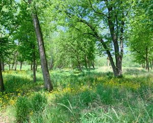 A lightly forested area with native grasses.