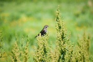 A small bac and grey bird is perched on the top of a green plant
