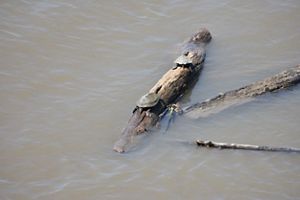 Two small turtles on a log in the river. 