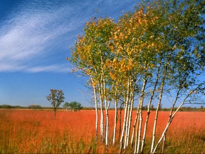 Aspen stand in a grassland.