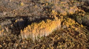 Tallgrass Aspen Parkland