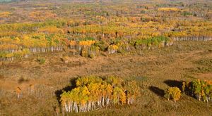 Tallgrass Aspen Parkland in Minnesota