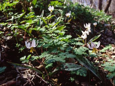 Trout lilies blooming on the forest floor.