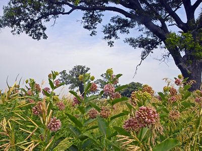Milkweed at the Franklin demonstration farm.