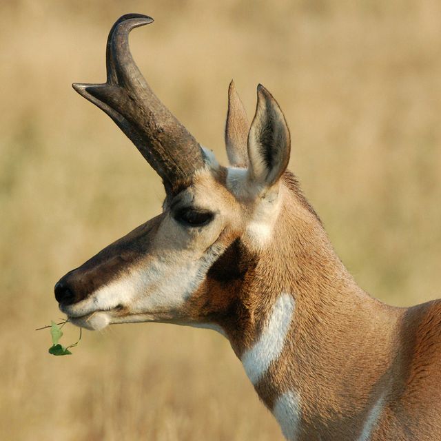 Closeup of the head of a pronghorn with some vegetation hanging out of its mouth.