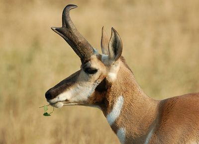 Closeup of the head of a pronghorn with some vegetation hanging out of its mouth.