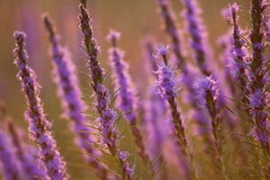 Purple spikes of flowers in bloom.