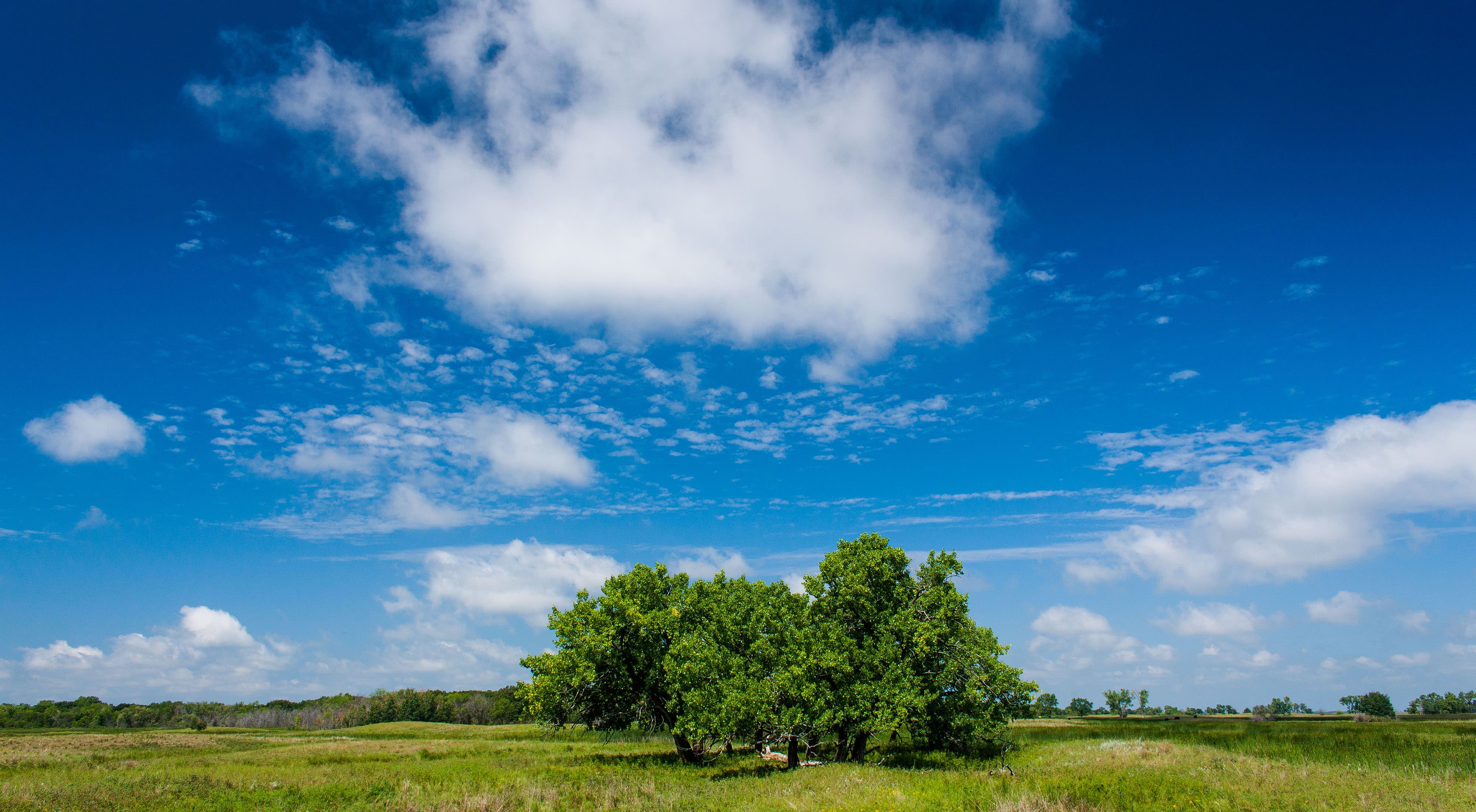 A clump of trees standing in the middle of a green field with bright blue skies overhead dotted with a few white clouds.