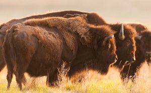 Three bison stand together on a prairie.
