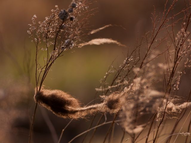 Bison fur caught in prairie grasses.