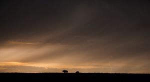American bison at Cross Ranch.