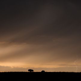 Two bison seen from far way under turbulent, stormy skies at the Cross Ranch Preserve in North Dakota. 