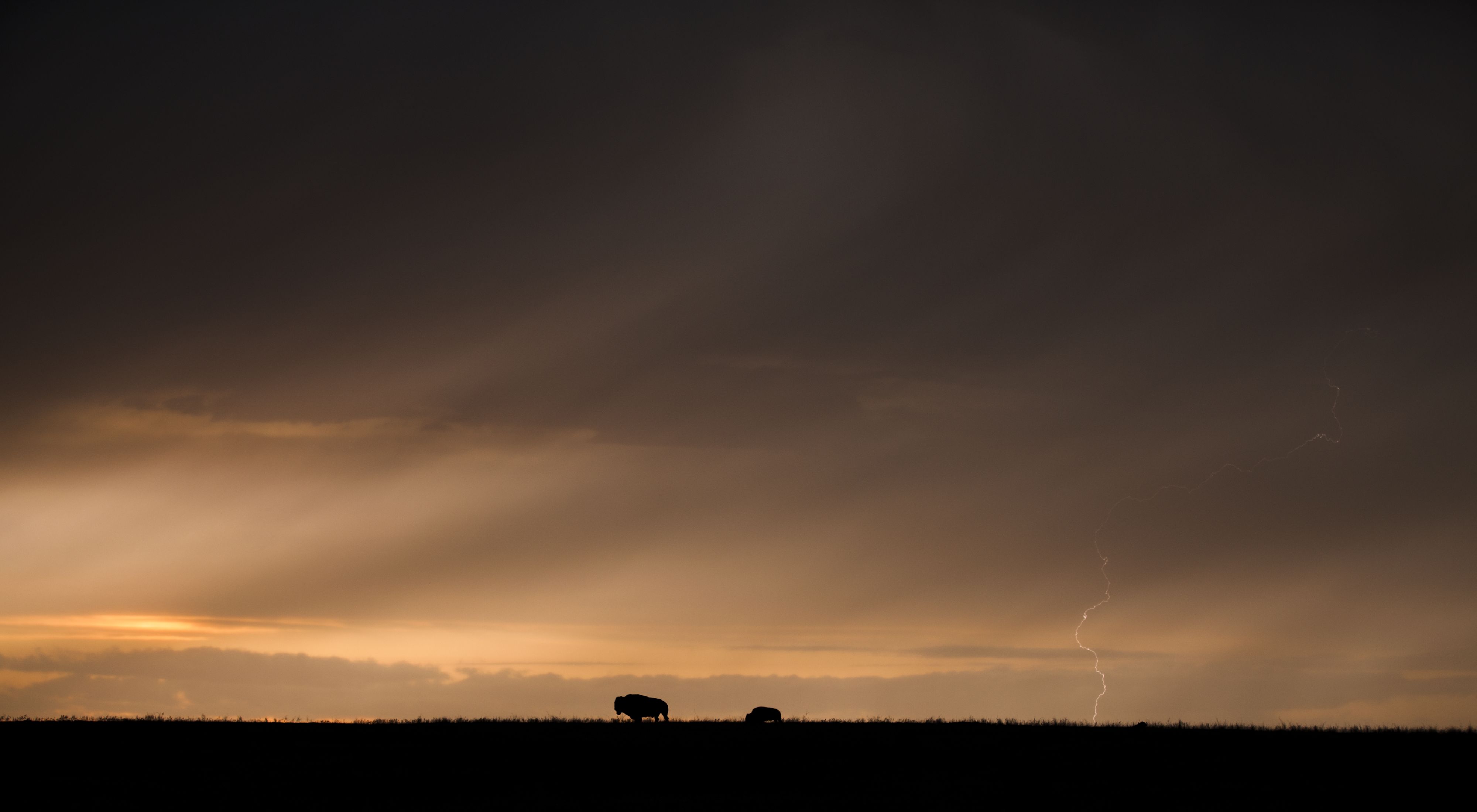 Bison in the distance silhouetted against a dark sky.