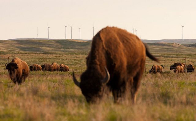 bison grazing in a prairie near a wind farm.
