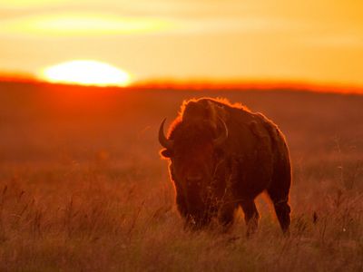 A bison standing in a grassland as the sun sets.