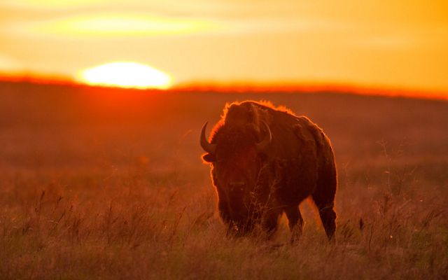 Bison