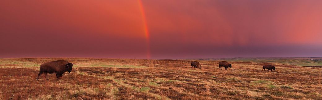 Bison graze on prairie under a sky with a rainbow and orange, red, pink and purple hues.