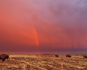 Bison in the distance silhouetted against a dark sky.