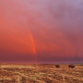 Bison at Cross Ranch under rainbow and cotton candy sky.