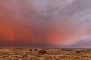 A herd of bison stand against a rainbow grassland backdrop.