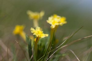 Closeup of a hoary puccoon, a delicate yellow flower.