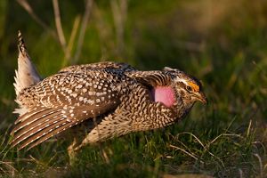 Closeup of a sharp-tailed grouse.