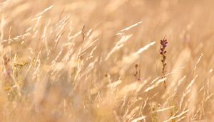 prairie grasses and flowers.