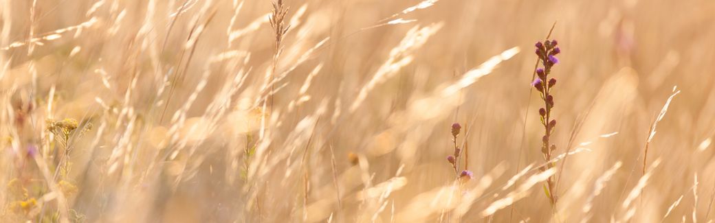 Closeup of golden grasses swaying in a breeze.