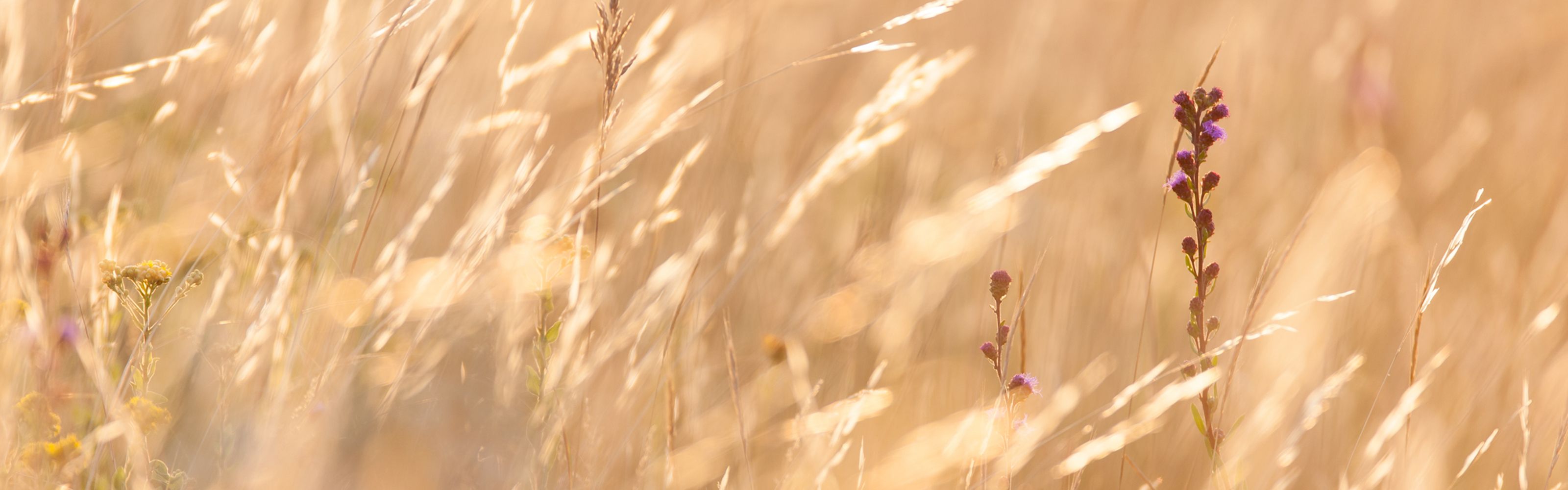 Closeup of golden grasses swaying in a breeze.