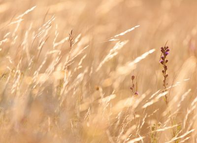 Closeup of golden grasses swaying in a breeze.