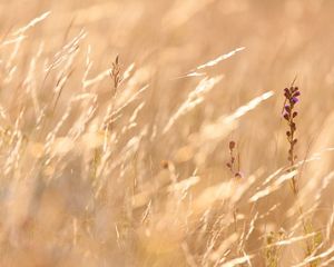Closeup of golden grasses swaying in a breeze.