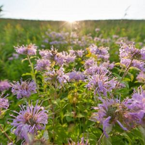 Wild bergamot blooming.