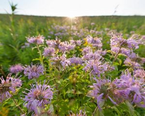 Wild bergamot in bloom.