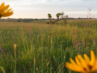 Yellow wildflowers against a grassland backdrop.