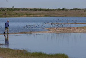 a person walking near lakes as a flock of birds flies away.