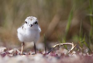 piping plover chick.