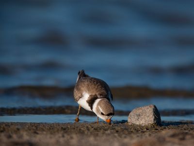 A piping plover on a rocky beach.