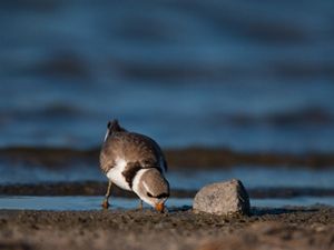 A piping plover pecks at the sand on a beach close to the water.