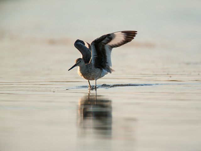 a shorebird raises its wings while standing in a lake.