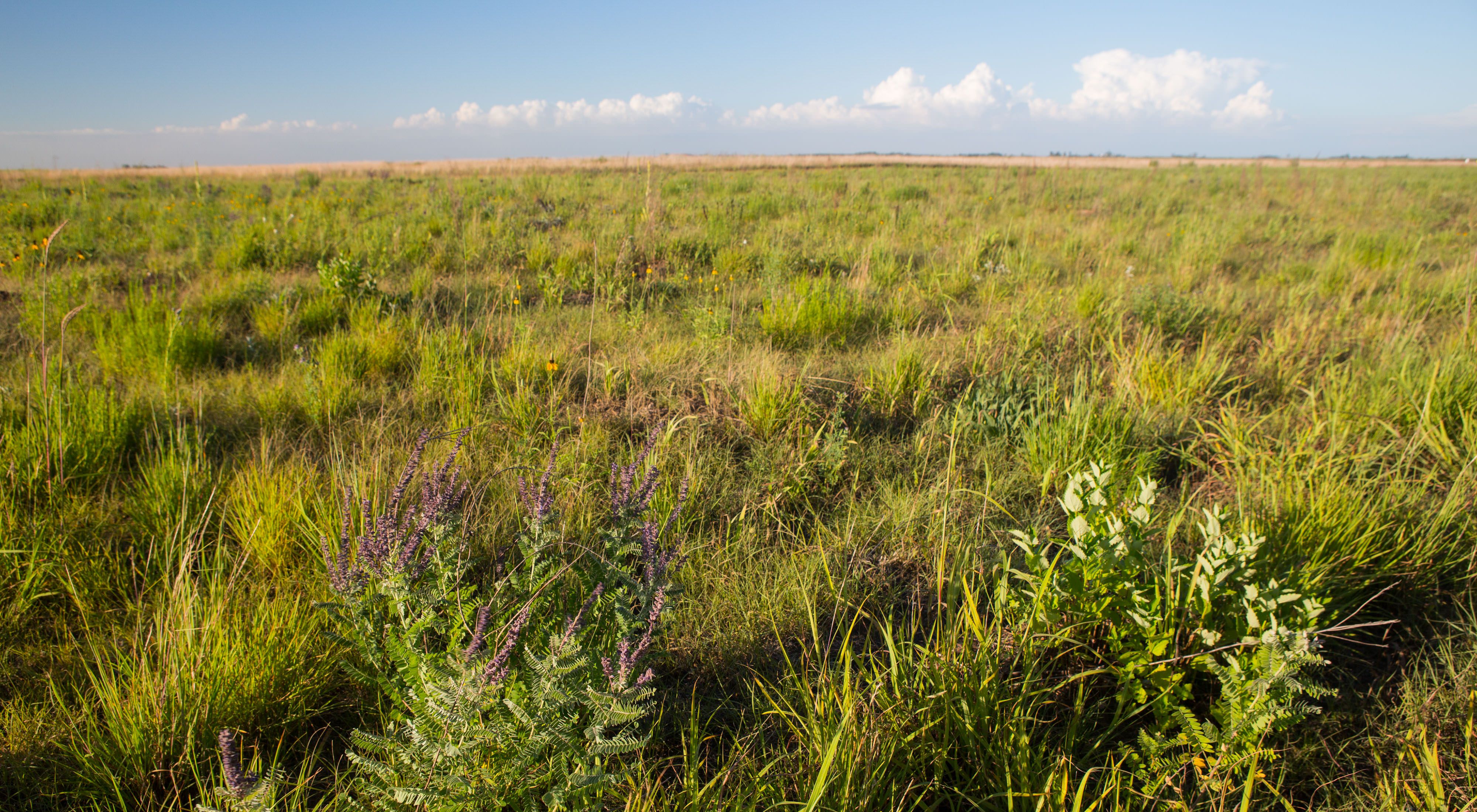 Glacial Ridge National Wildlife Refuge is the largest prairie-wetland restoration project in U.S. history.