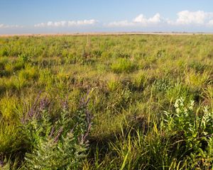 Prairie at Glacial Ridge National Wildlife Refuge.