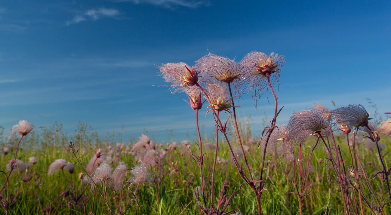 Closeup of wispy purple flowers growing in a field against a clear blue sky.