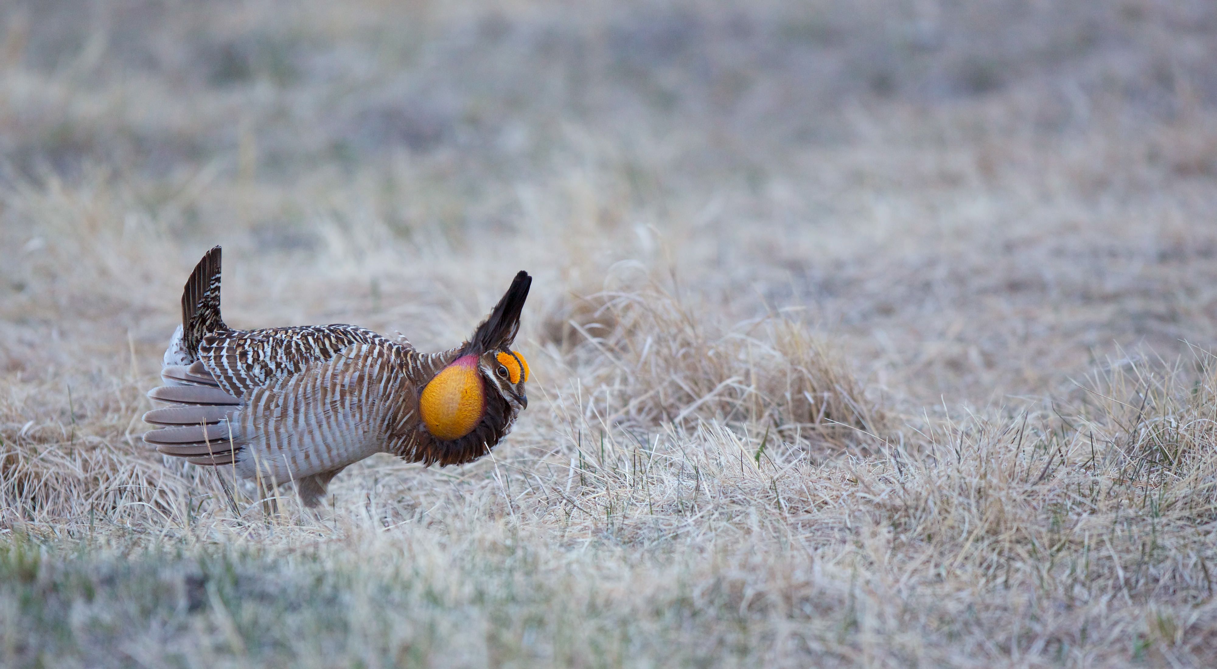 A male greater prairie chicken with yellow eyebrows and an inflated air sac stands in dry grass in a mating display.