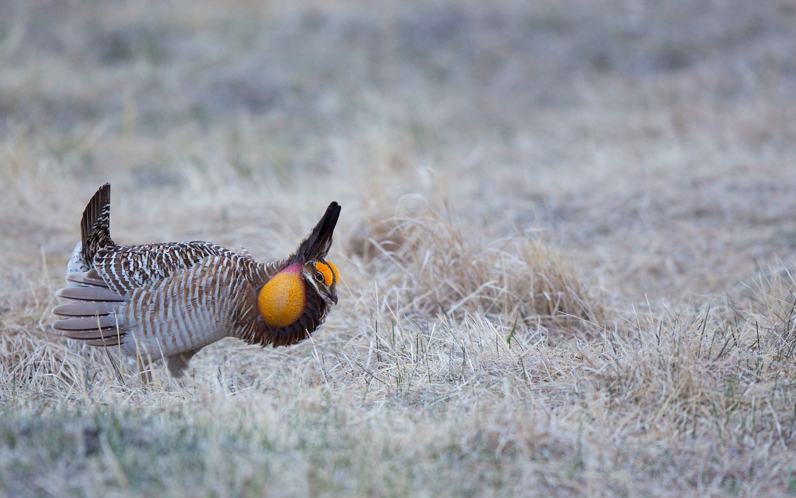 
                
                  Male greater prairie chicken The bird inflates its throat sacks to prepare for booming.
                  © Bruce Leventhal
                
              
