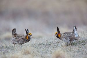 Two prairie chickens face each other in a prairie.