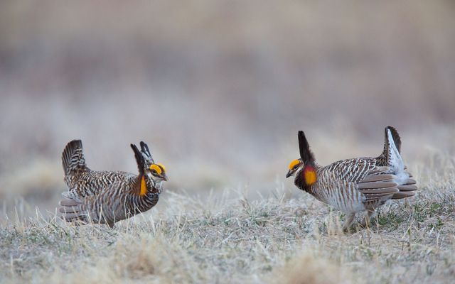 Two male greater prairie chickens face off in a courtship ritual. Both birds have raised neck and tail feathers and wings are straight back.
