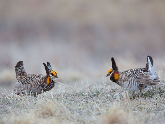 Two male greater prairie chickens face off in a courtship ritual. Both birds have raised neck and tail feathers and wings are straight back.