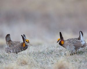 is a species of grassland bird whose numbers have dwindled in many parts of the United States.