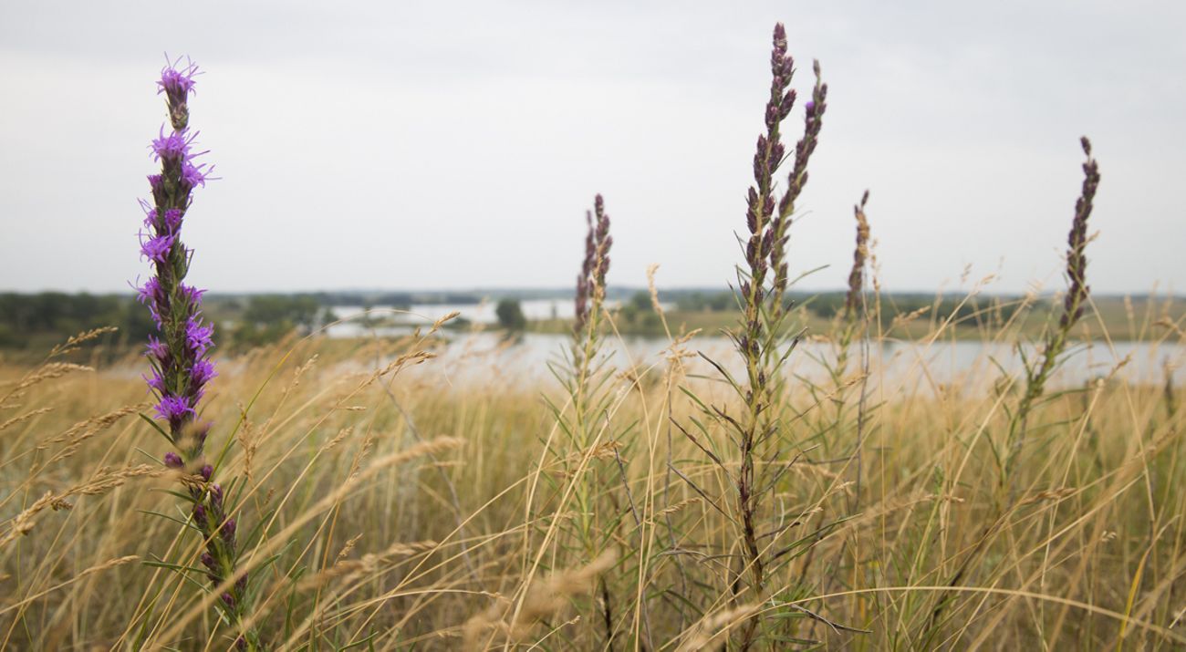 Blazing star plants, some blooming some not.