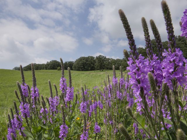 Tall, bright-purple vervain wildflowers bloom in a large green field bordered by forest.